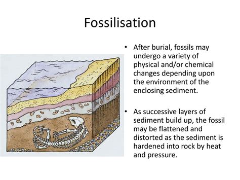 how long does fossilization take.